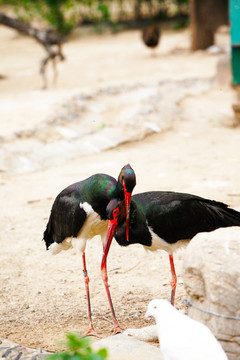 红嘴鹤 鸟 动物
