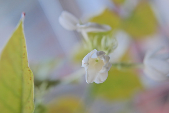 茉莉花