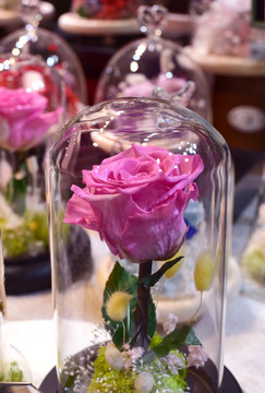 玻璃罩里的永生花 玫瑰花