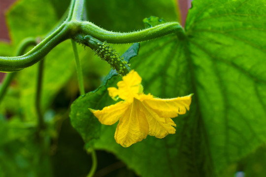 黄瓜花