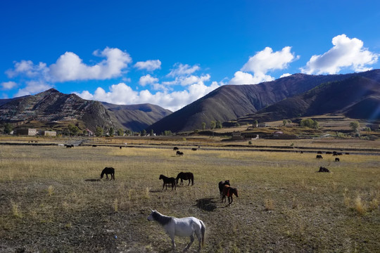 高原牧场