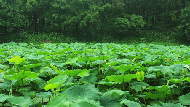 自然美景