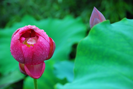 荷花