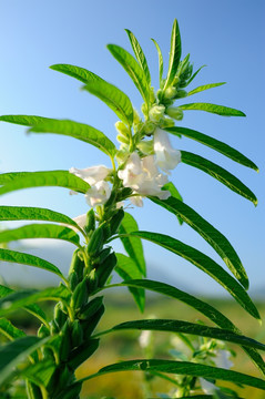 芝麻开花