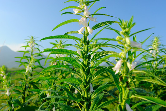 芝麻