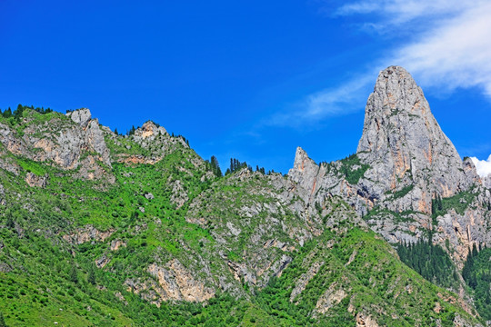 高原高山森林