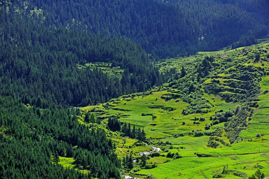 高原高山森林