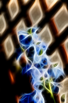 非洲紫羅蘭花束