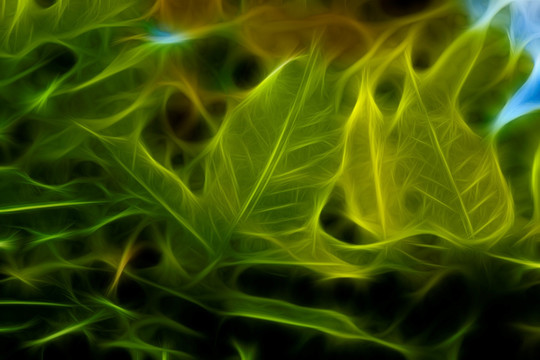 夢幻家槐樹枝葉