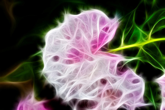 芍藥花