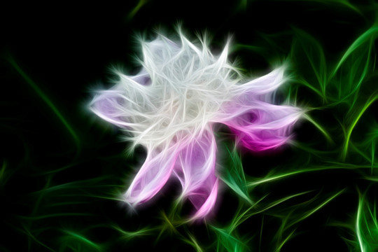 芍藥花