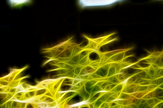 紫荊花從