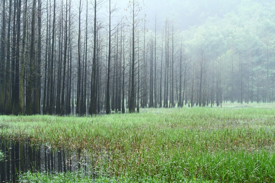 红杉树林