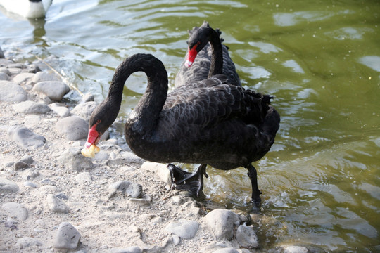 天鵝 戲水 鳥類