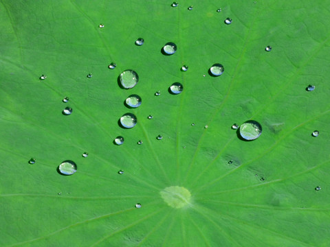 荷叶露水