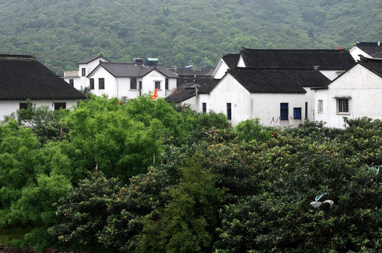 枇杷飘香东山岛