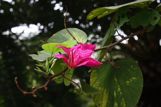 紫荆花