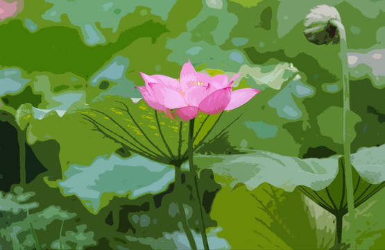 荷花 蓮蓬