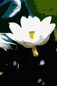 荷花 荷葉