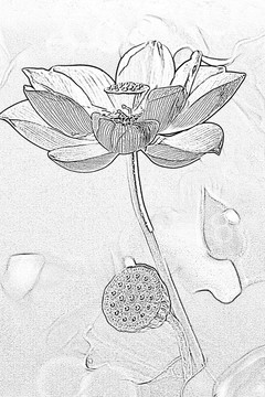 荷花 蓮蓬