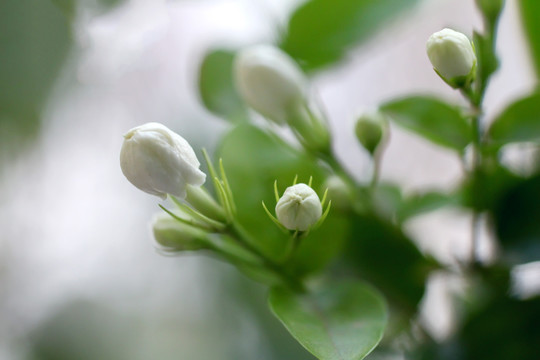 茉莉花苞