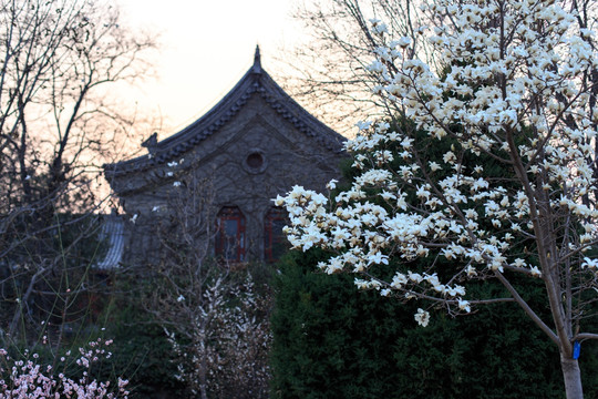 北大校园燕京六院古建筑白玉兰