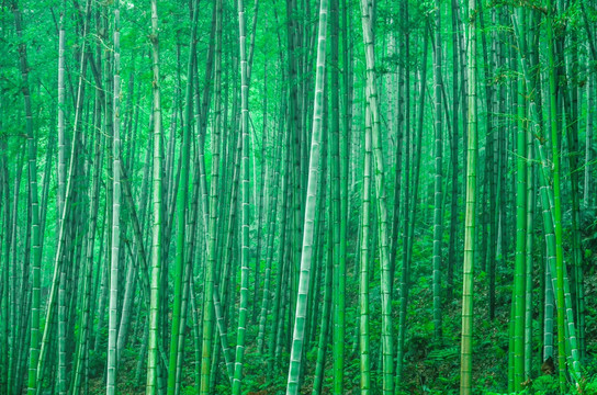 竹林风景