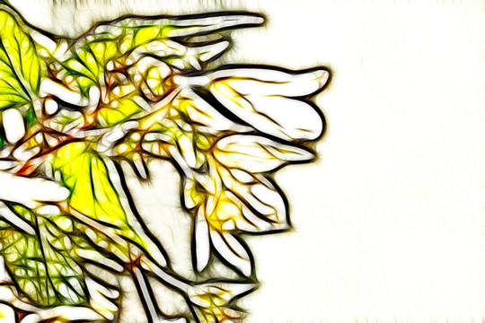 白蘭花