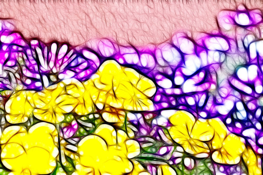 黃三色堇花叢