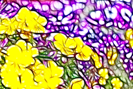 黃三色堇花叢