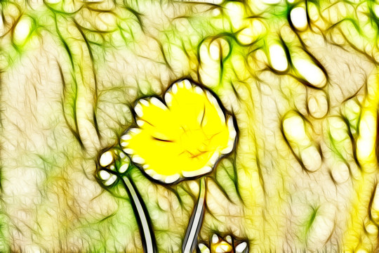 黃色菊花
