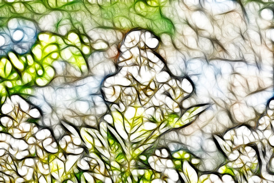 金櫻子花