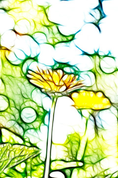 夢幻黃菊花
