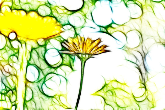 夢幻黃菊花