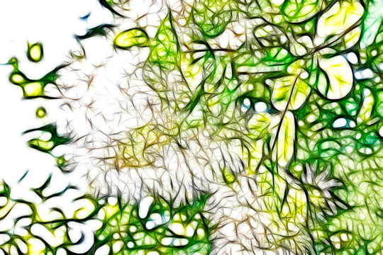 逆光下的黃櫨花
