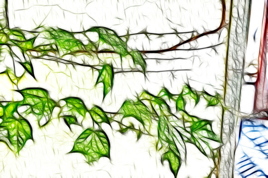 爬墻虎
