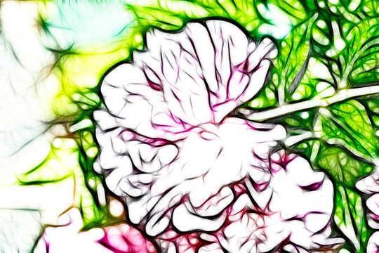 芍藥花