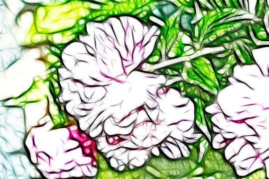 芍藥花