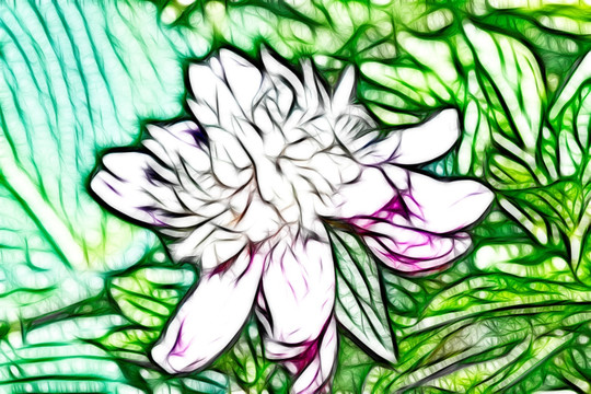 芍藥花