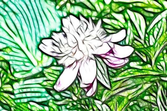 芍藥花