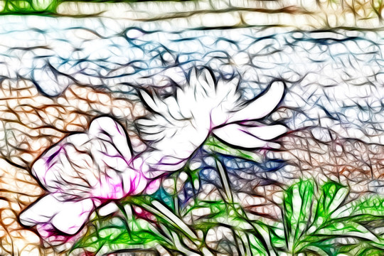 芍藥花