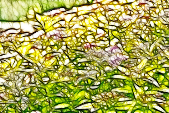 紫荊花從