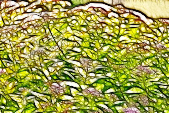紫荊花從