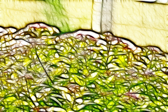 紫荊花從