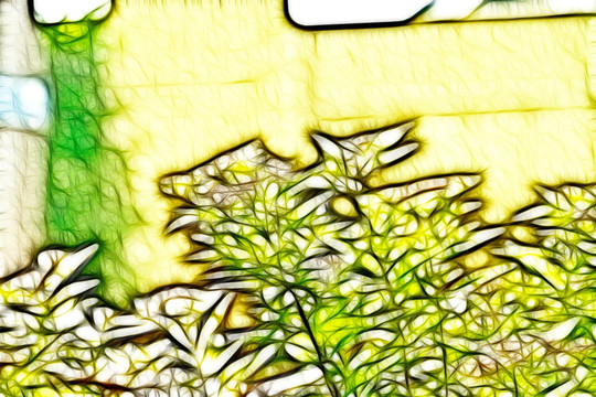 紫荊花從