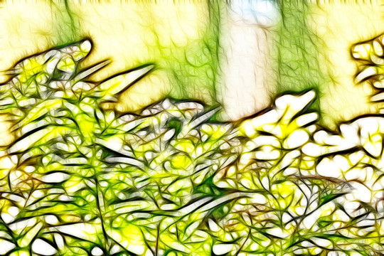 紫荊花從