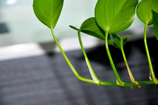 水生植物特写