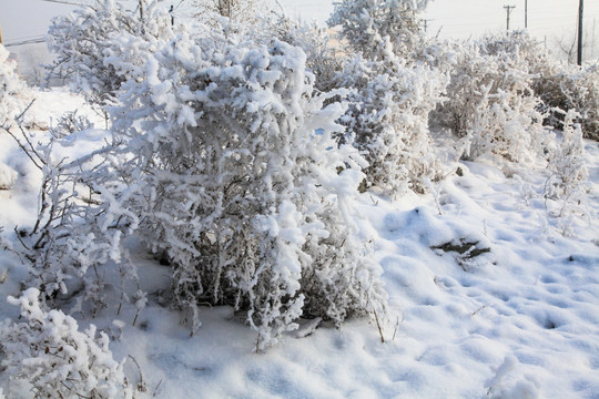 冬季雪地草丛