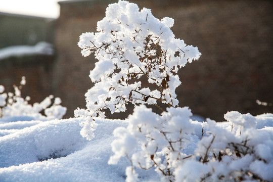 冬季雪地草丛