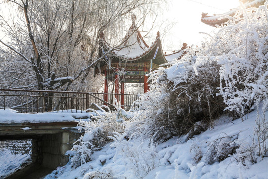 冬季雪地草丛景色